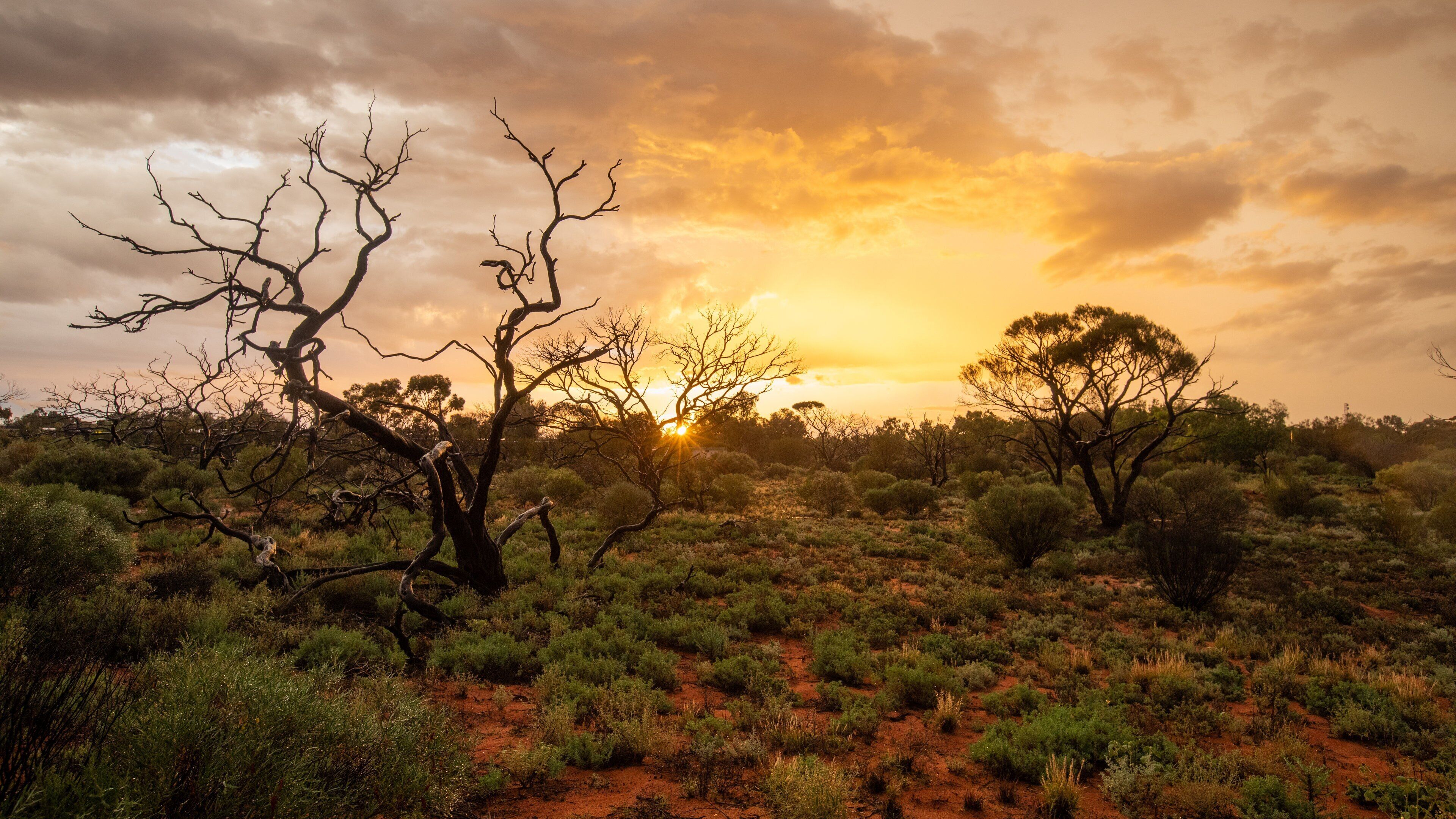 A desert landscape with sparse vegetation, a prominent dead tree, and a sunset in the background.