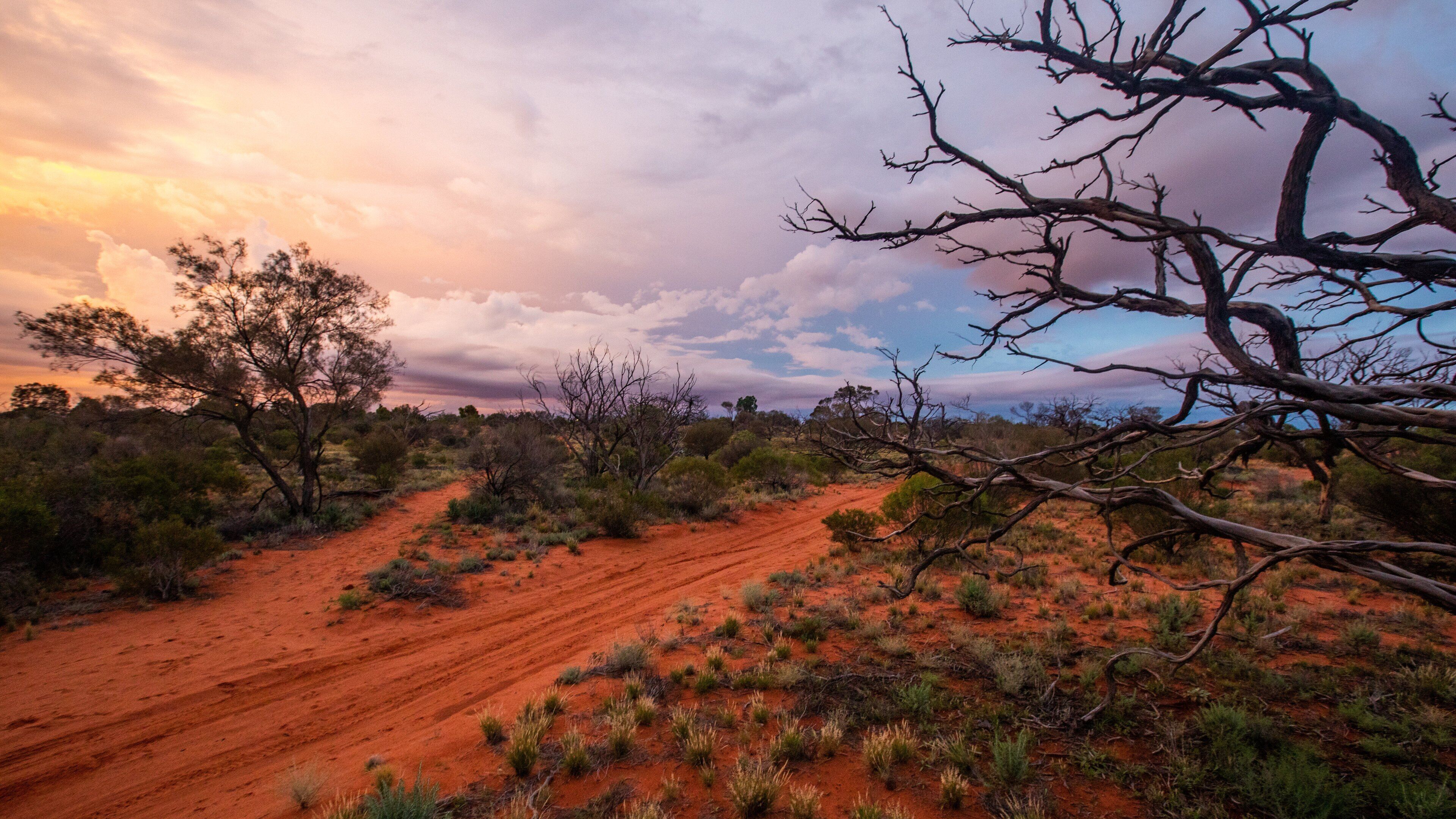 A red dirt road winding through a desert landscape with sparse vegetation and a prominent dead tree branch in the foreground.