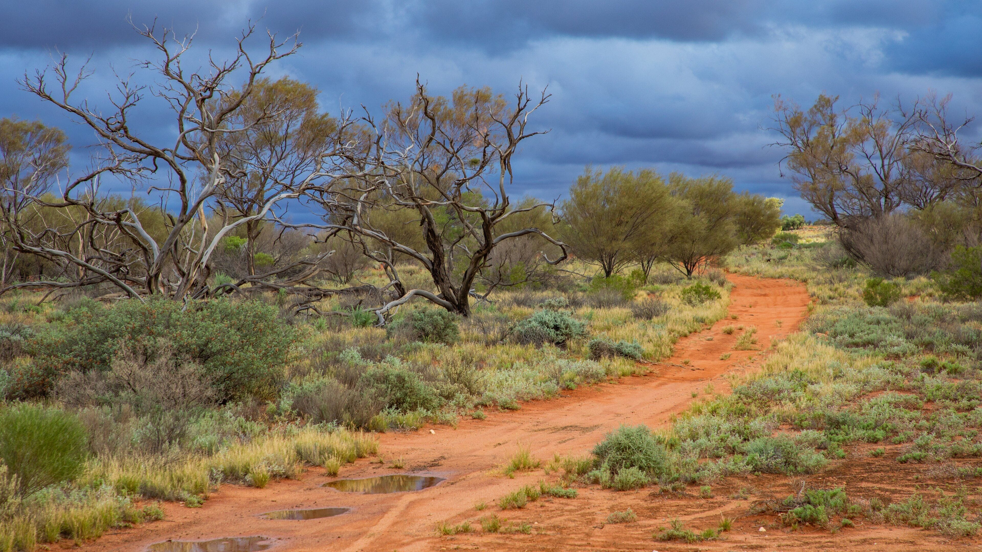 A dirt road winding through a dry, bushy landscape with sparse trees and puddles.