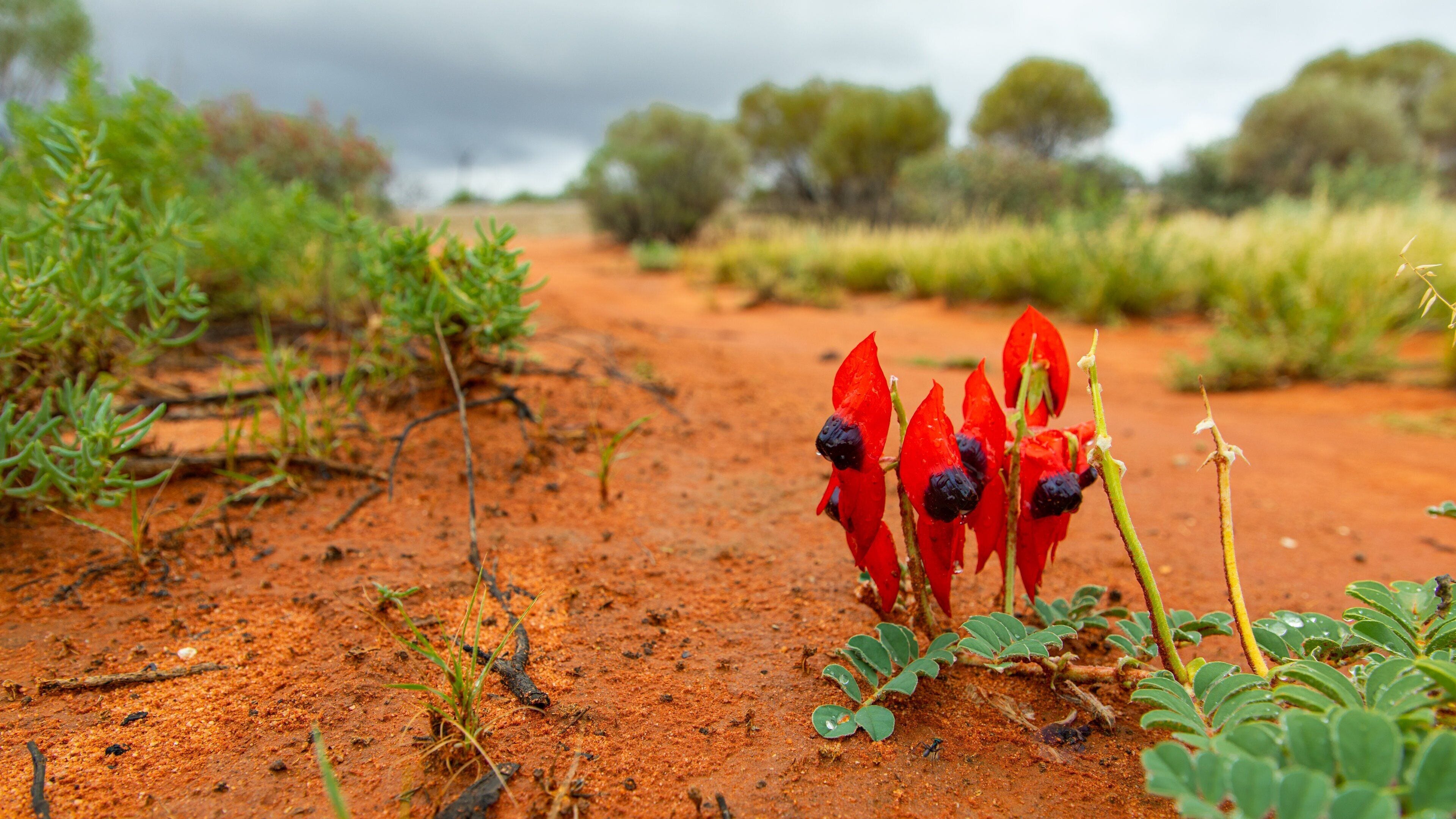 Roxby Downs which includes wildflowers and desert views