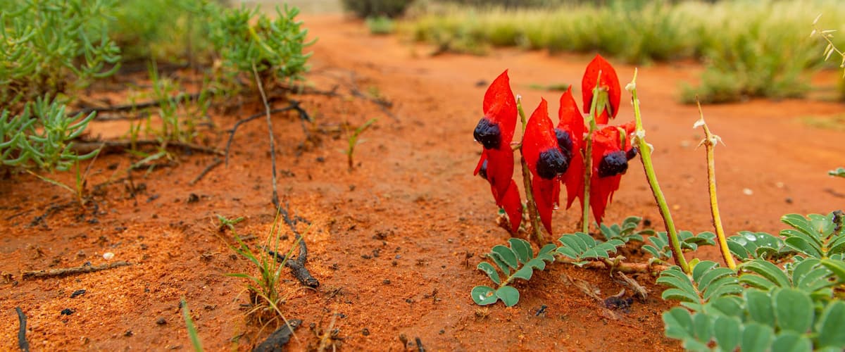 Roxby Downs which includes wildflowers and desert views