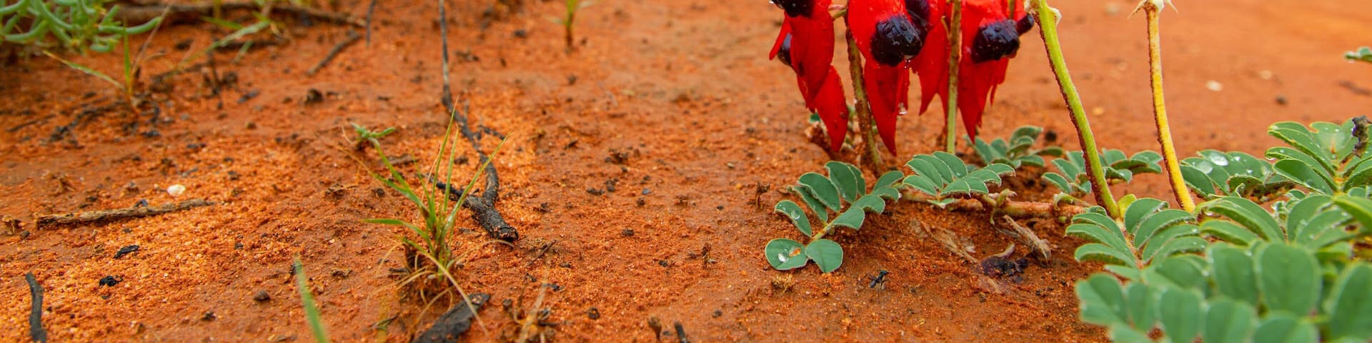 Roxby Downs which includes wildflowers and desert views