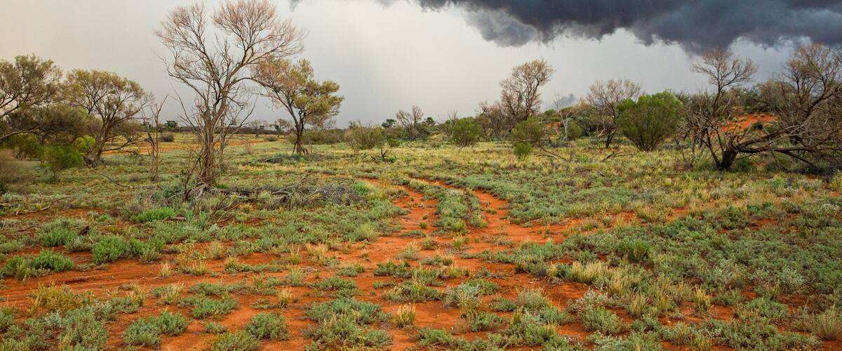 A red soil landscape with sparse vegetation and leafless trees under a stormy sky.
