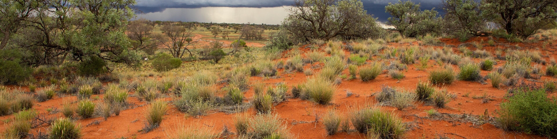 Roxby Downs showing tranquil scenes and desert views