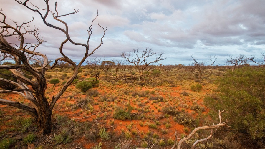 Roxby Downs featuring tranquil scenes and desert views