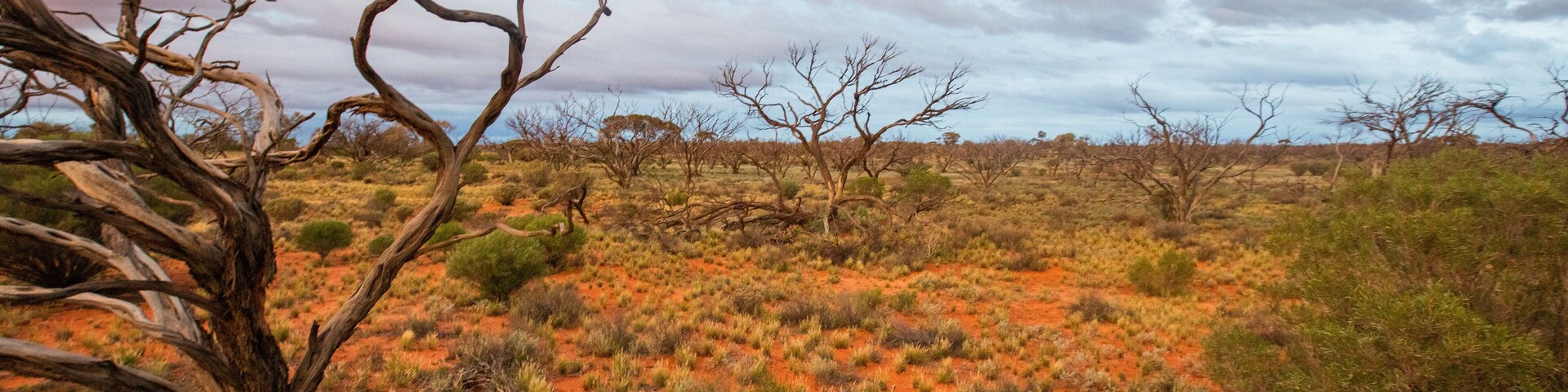 Roxby Downs featuring tranquil scenes and desert views