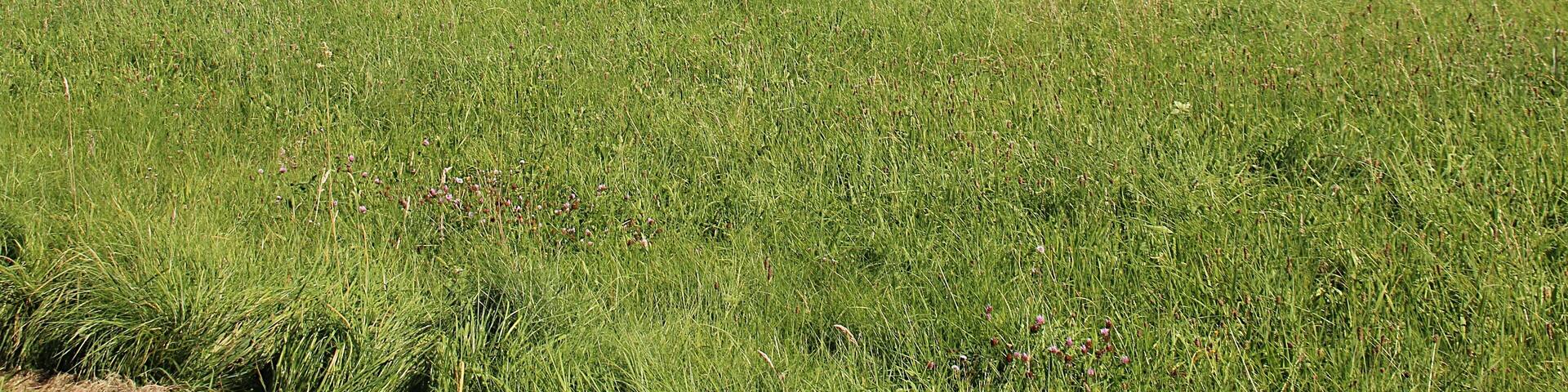 Blick vom Gebiet westlich von Langenbieber ostwärts über Langenbieber und den Schackenberg hinweg zum Hohlstein. Hessische Rhön