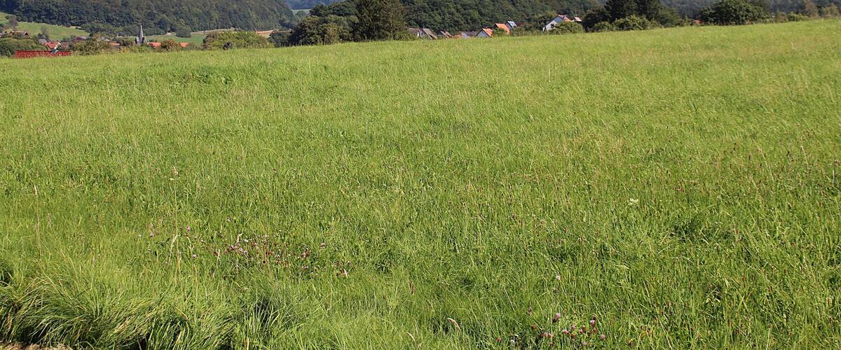 A green field with a castle on a hill in the background.