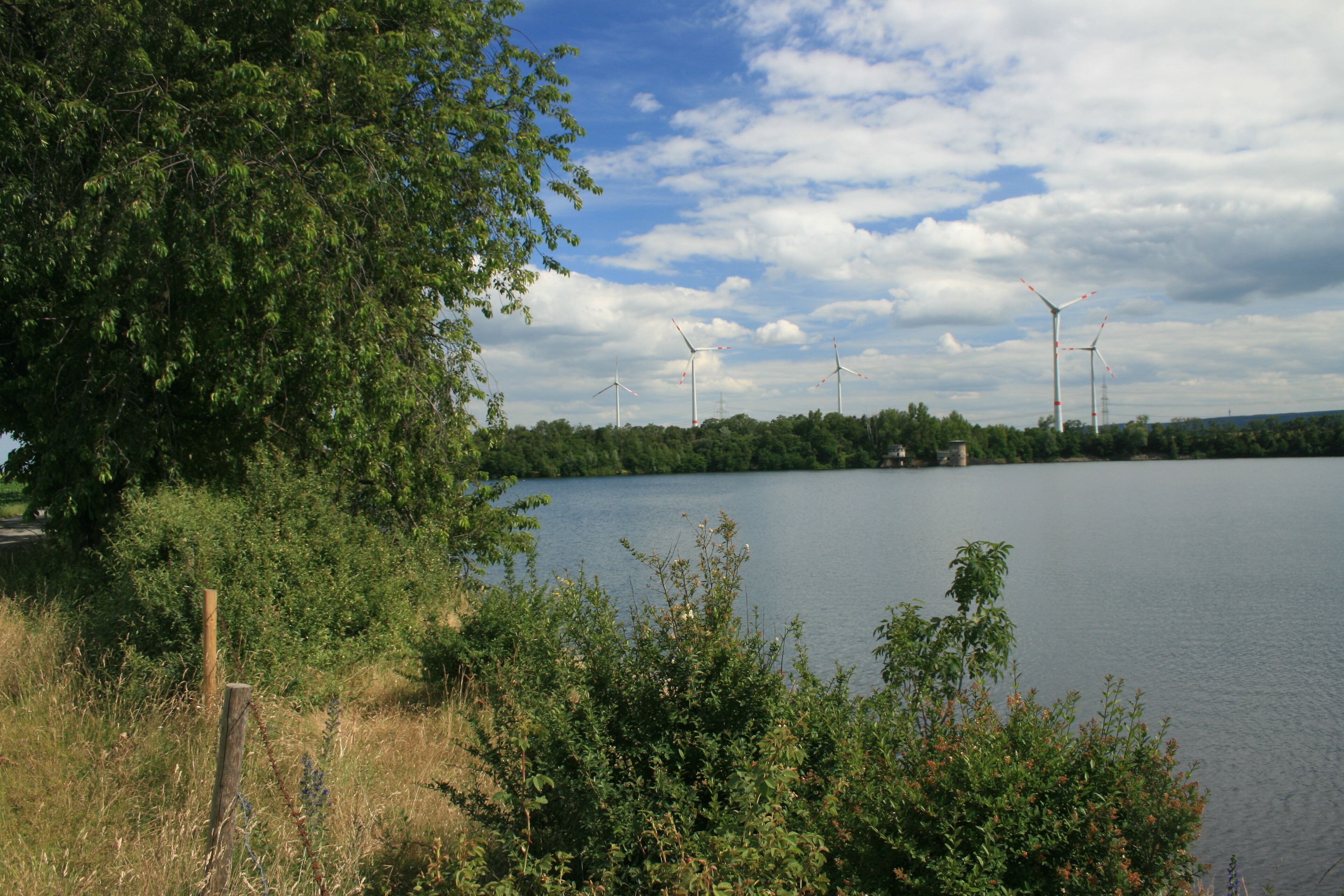 Nordufer des Lucherberger Sees, NSG DN-005