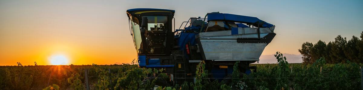 Harvesting White Grapes at Sunrise in Villarrobledo