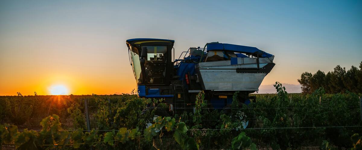 A combine harvester in a vineyard at sunset.
