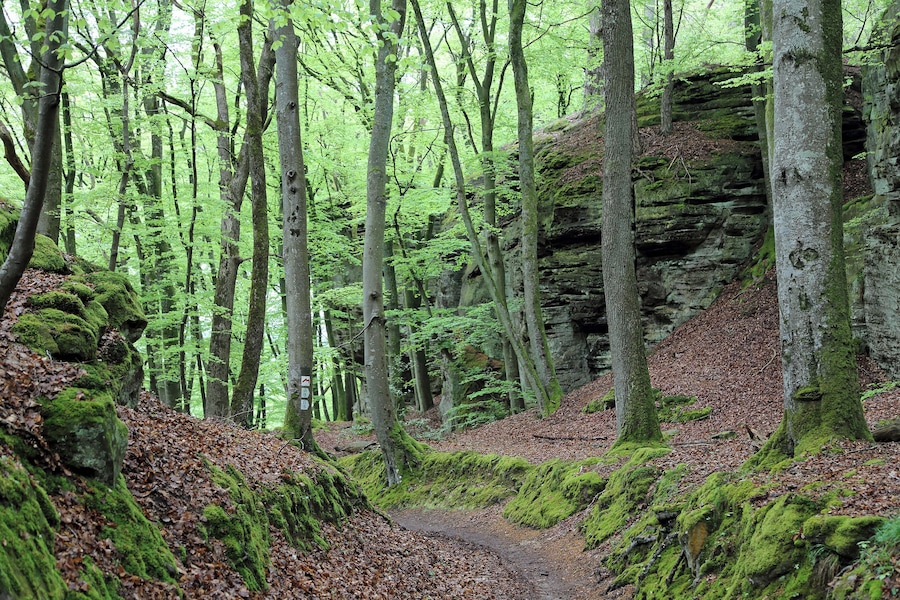Un sentier forestier bordé d’arbres couverts de mousse et aboutissant à une falaise rocheuse.