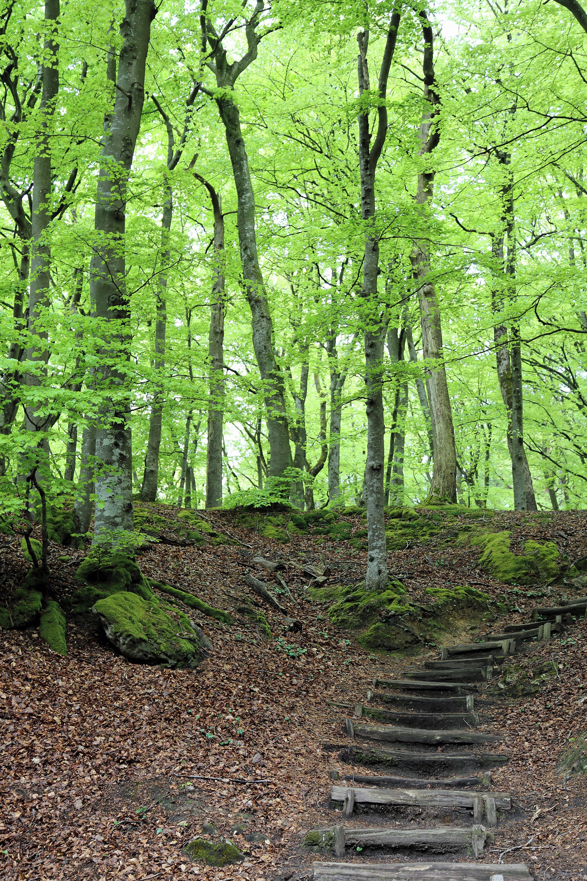 A forest with a wooden staircase leading up.