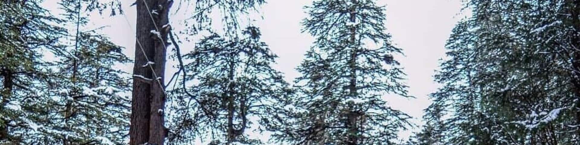 Located amidst the snow-covered hills of Manali, the Hadimba Temple is a unique shrine dedicated to Hidimba Devi, who was the wife of Bhima and mother of Ghatothkach. Surrounded by gorgeous cedar forests, this beautiful shrine is built on a rock which is believed to be in the image of goddess Hidimba herself. The construction style of the Hidimba Devi temple is entirely different from that of any of the other temples, with its wooden doorways, walls, and cone-shaped roof. This temple is a fitting dedication to its presiding deity Hadimba.
The magnificent Hidimba Devi Temple holds monumental importance to Hindu pilgrims as it is a part of the Hindu epic Mahabharata. Even apart from that, the Hadimba Temple is no less of wonder to nature lovers. Packed away into the laps of nature, this temple offers a quiet getaway to nature and peace lovers. Being quite a quaint story in itself, the Hidimba Temple is slowly but steadily attracting tourists from all over the country to its doors where history and heritage meet natural beauty.
