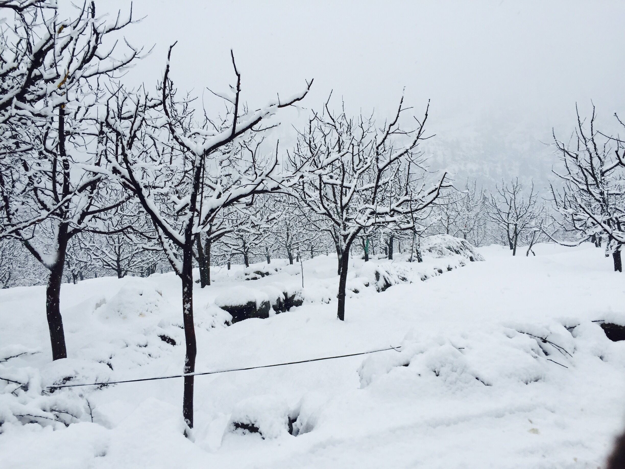 A snowy landscape with leafless trees and a power line.