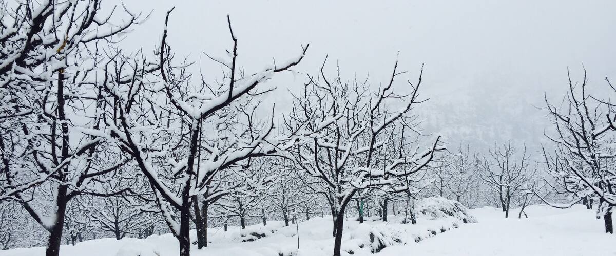 A snowy landscape with leafless trees and a power line.