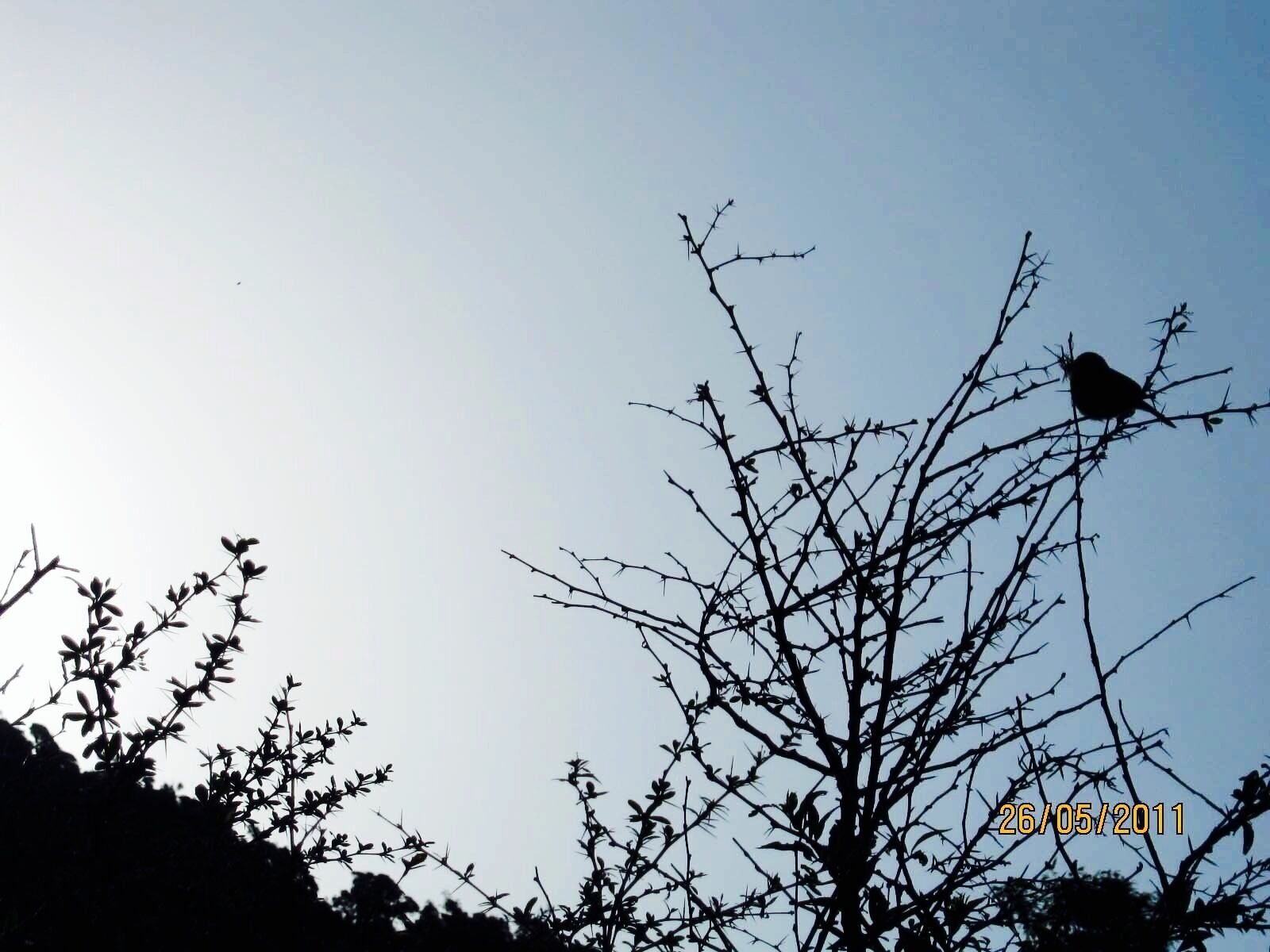 #Silhouette photography. 
Spotted this bird in the middle of nowhere while trekking through the himalayas😀
#goldenhour