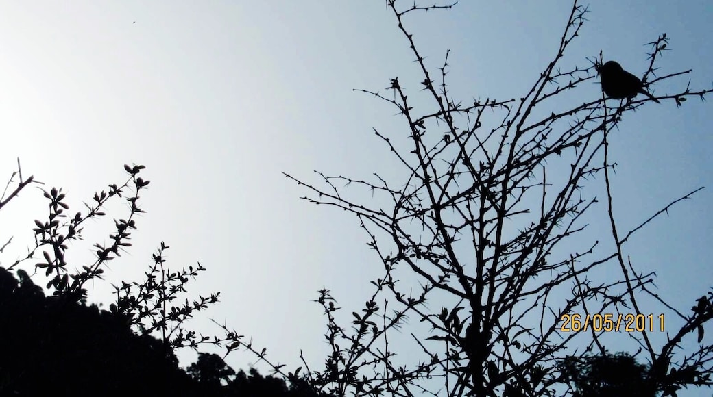 #Silhouette photography.
Spotted this bird in the middle of nowhere while trekking through the himalayas😀
#goldenhour