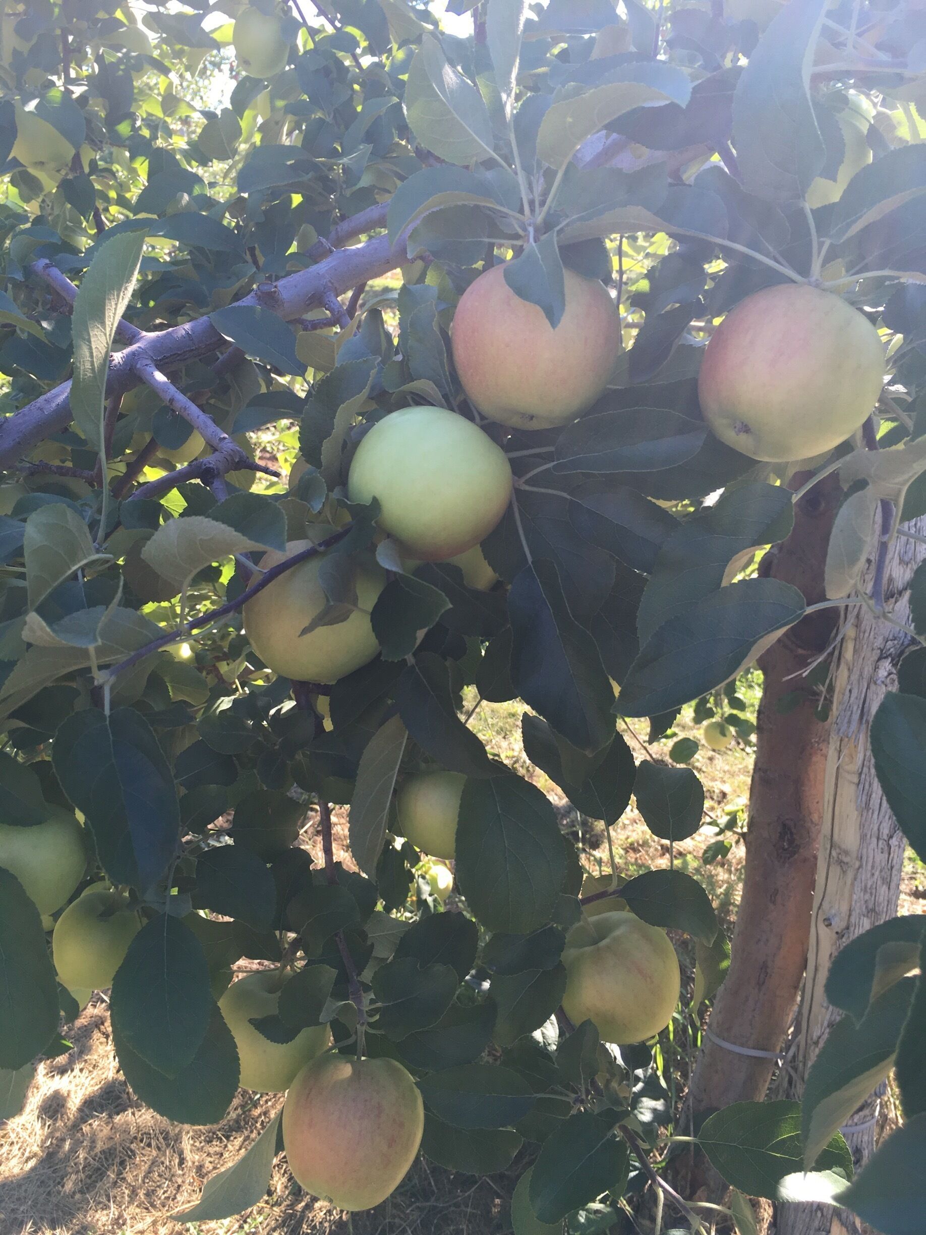 Apples on appletrees
