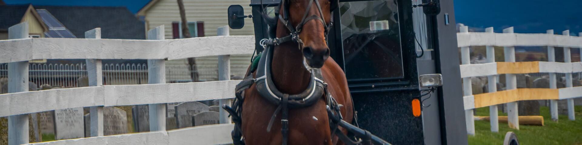 Outdoor view of Amish horse and carriage travels on a road in Lancaster County
