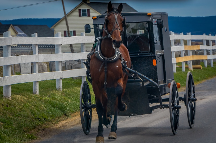 Uma carruagem puxada por cavalos numa estrada rural, com cercas brancas e casas ao fundo.