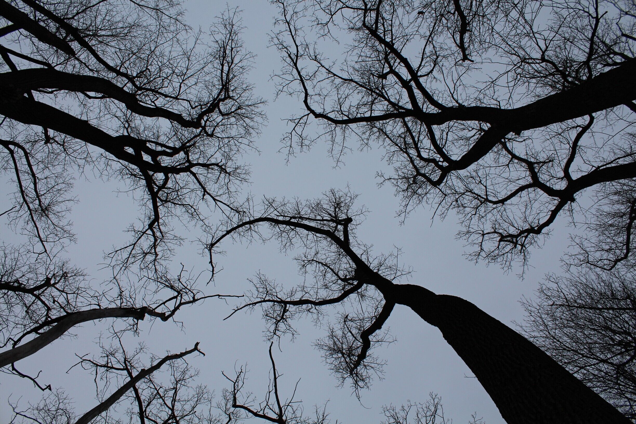 hiking in the woods on a gloomy day. #lancaster #trees #comopark #buffalo #hiking #nature #fall 