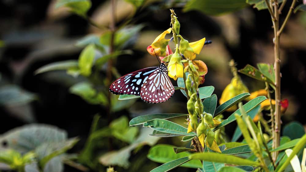 A butterfly on a yellow flower amidst green foliage.