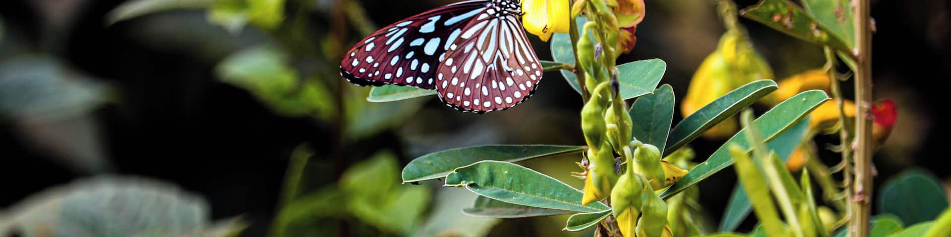 Captured by Canon 200d