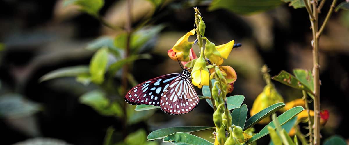 A butterfly on a yellow flower amidst green foliage.
