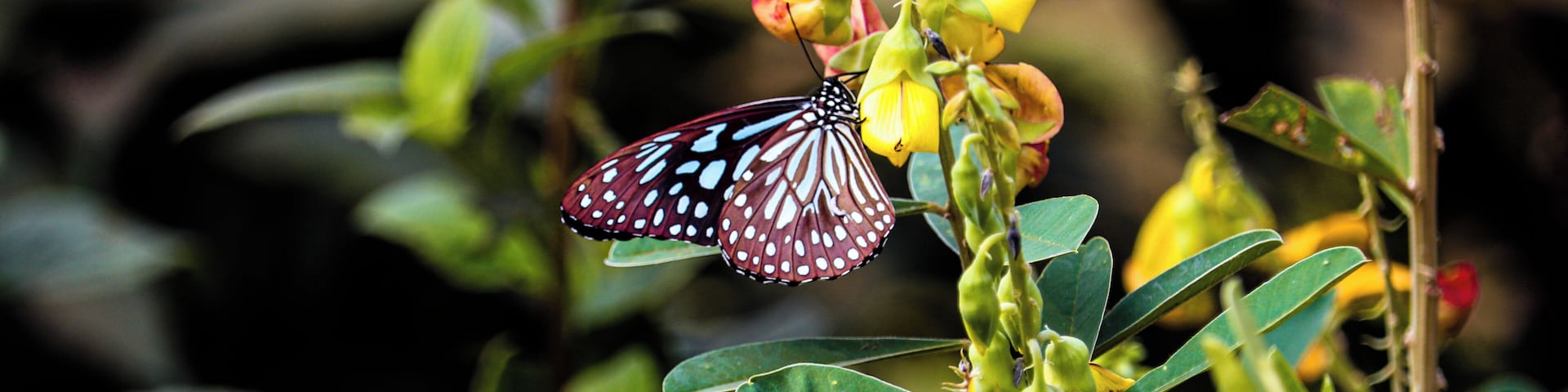 A butterfly on a yellow flower amidst green foliage.