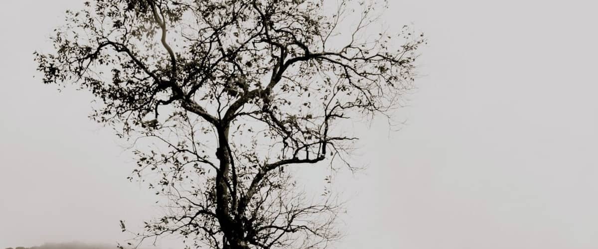 Un árbol solitario sobre una vía de tren, con un fondo brumoso.