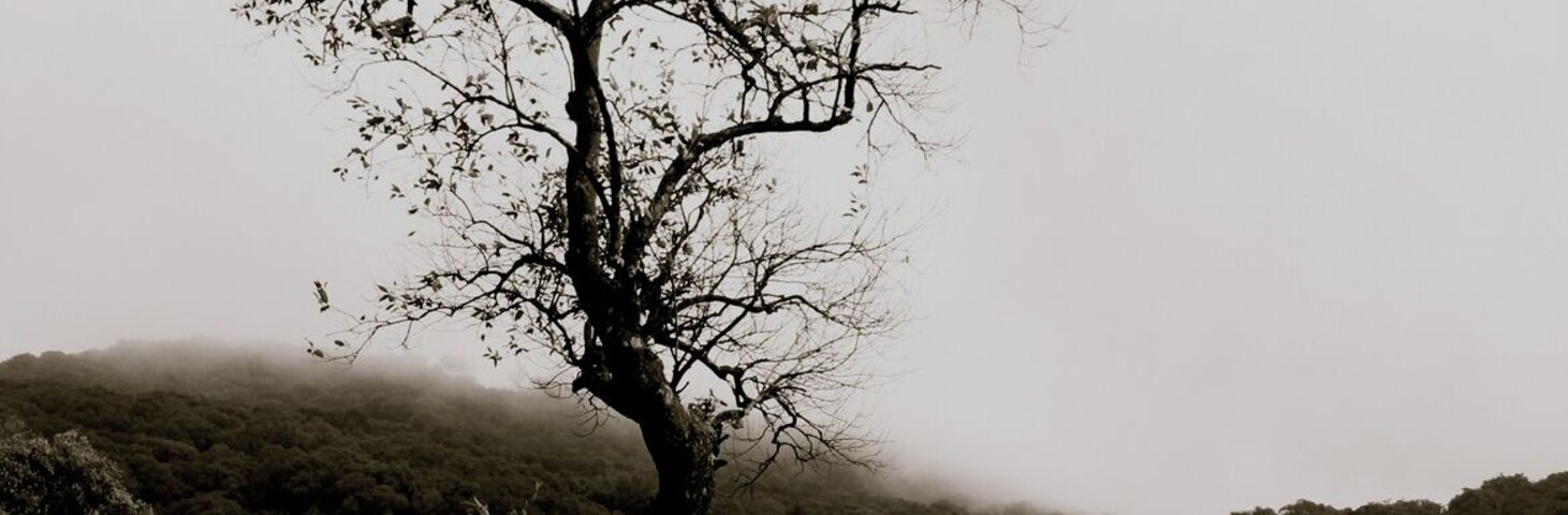 A solitary tree on a railway track with a foggy background.