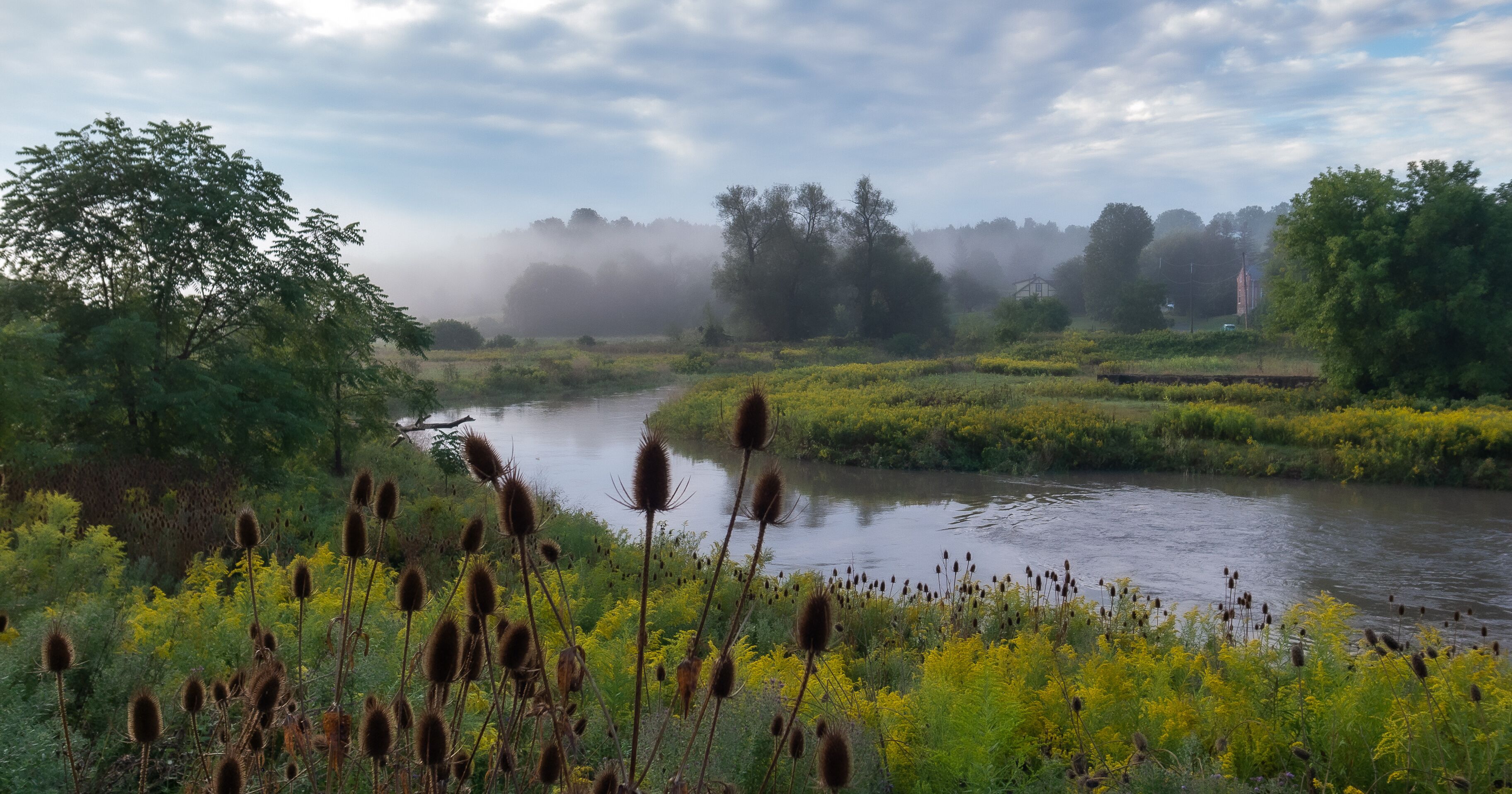 A river with cattails and yellow flowers, surrounded by trees and mist.