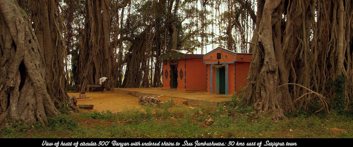 Near the border of the states of Tamil Nadu and Karnataka, close to Hosur near Bangalore, is a magnificent Banyan tree, which spreads out over close to an acre. Here a shrine has been built under the shade of the tree, and priest is seen sweeping the area in front of the shrine.