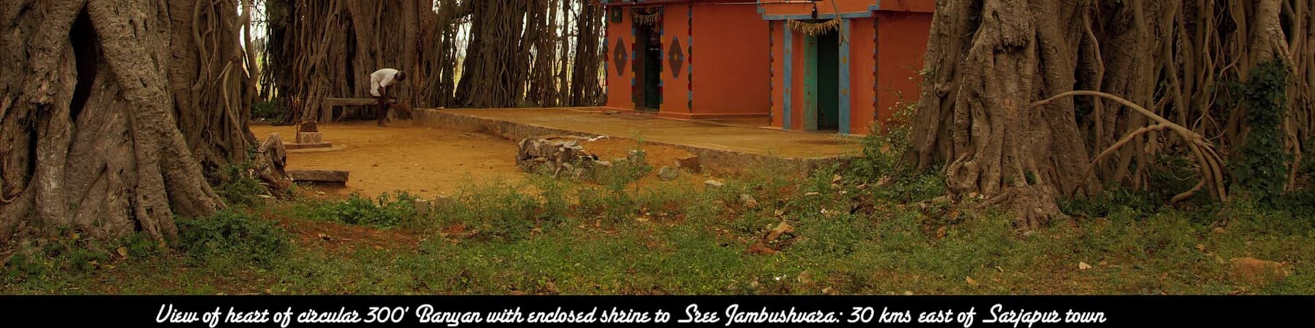 Near the border of the states of Tamil Nadu and Karnataka, close to Hosur near Bangalore, is a magnificent Banyan tree, which spreads out over close to an acre. Here a shrine has been built under the shade of the tree, and priest is seen sweeping the area in front of the shrine.