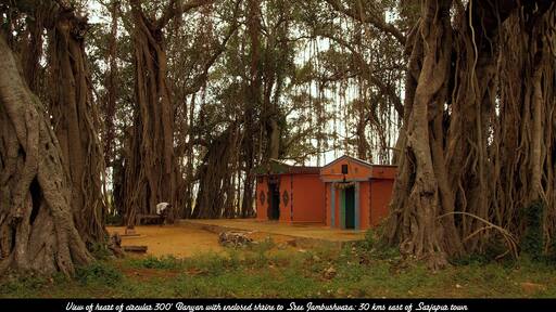 Near the border of the states of Tamil Nadu and Karnataka, close to Hosur near Bangalore, is a magnificent Banyan tree, which spreads out over close to an acre. Here a shrine has been built under the shade of the tree, and priest is seen sweeping the area in front of the shrine.