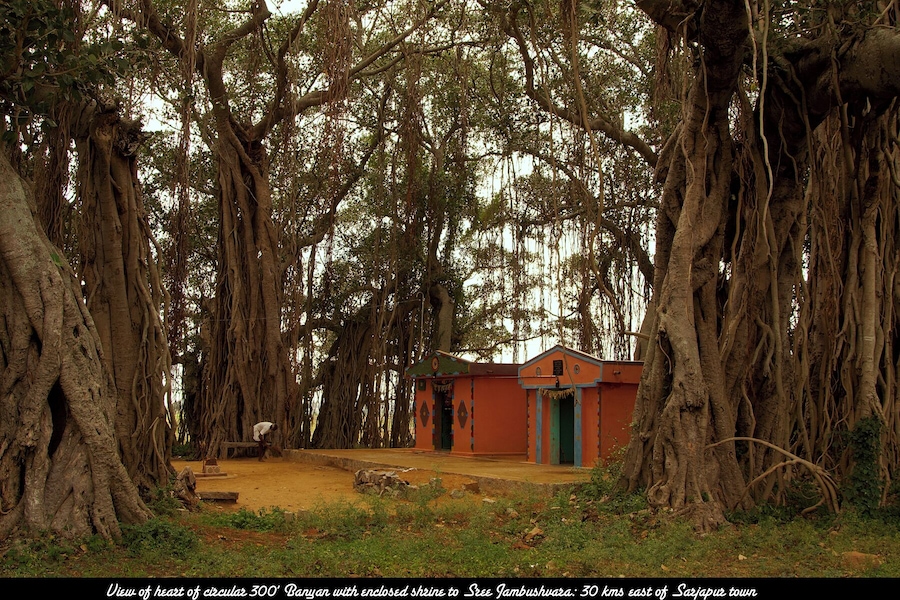 Near the border of the states of Tamil Nadu and Karnataka, close to Hosur near Bangalore, is a magnificent Banyan tree, which spreads out over close to an acre. Here a shrine has been built under the shade of the tree, and priest is seen sweeping the area in front of the shrine.