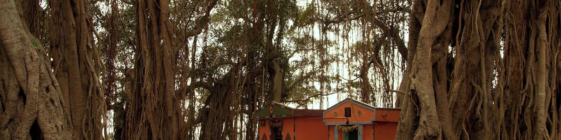 Near the border of the states of Tamil Nadu and Karnataka, close to Hosur near Bangalore, is a magnificent Banyan tree, which spreads out over close to an acre. Here a shrine has been built under the shade of the tree, and priest is seen sweeping the area in front of the shrine.