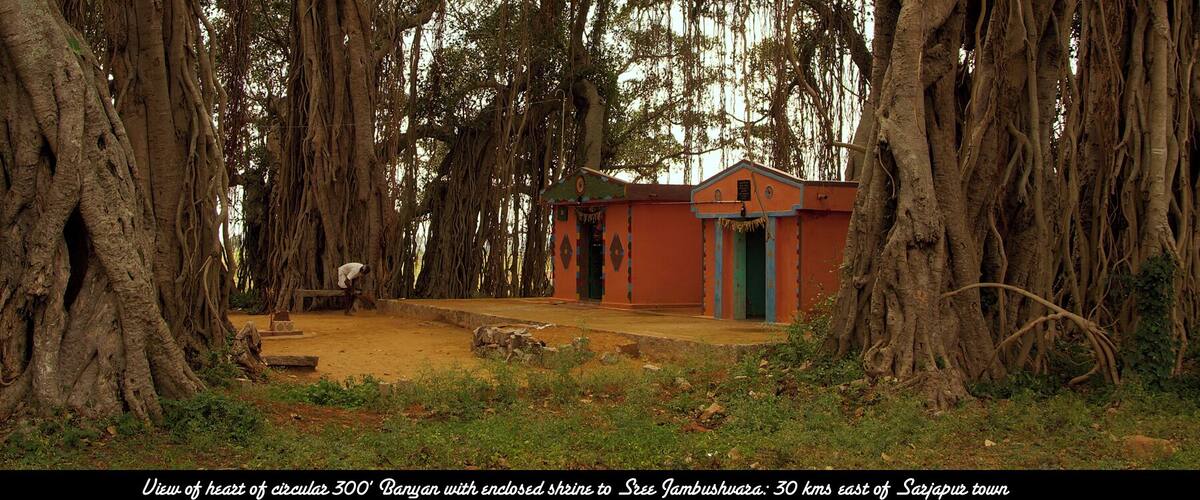 A banyan tree with an enclosed shrine to Sree Jambhushanara, surrounded by a circular 300' boundary.