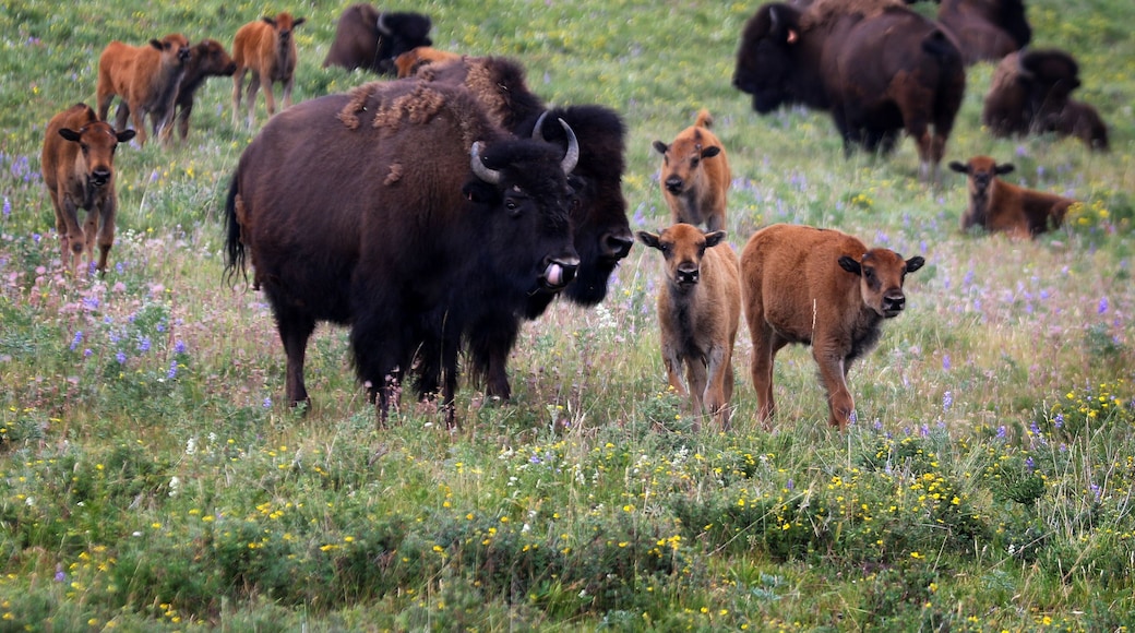 Bison in Babb, Montana