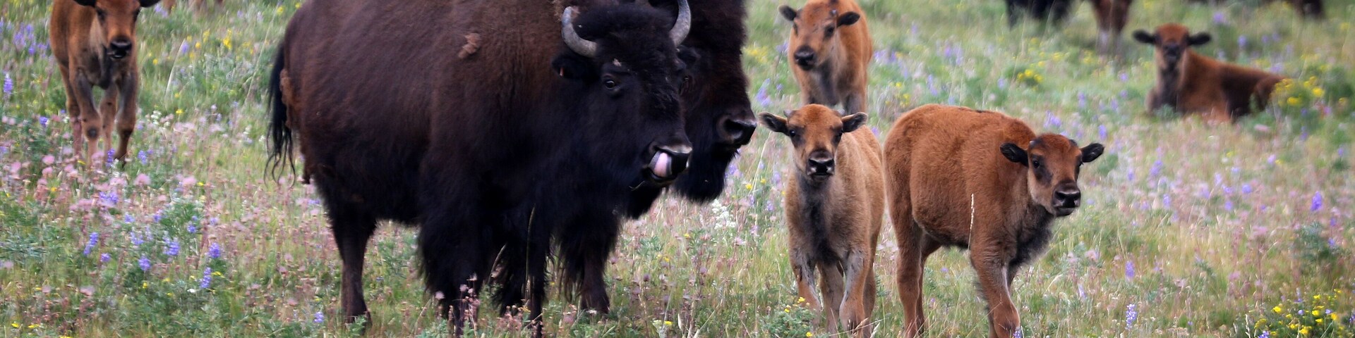 Un grupo de bisontes en un campo cubierto de flores silvestres.
