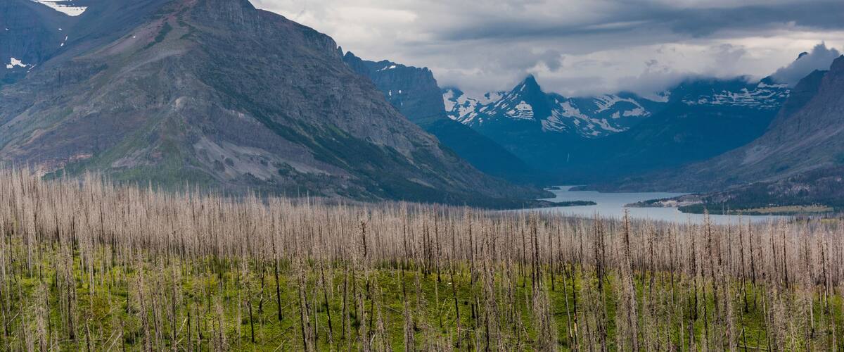 A mountainous landscape with a lake and a forest of dead trees.