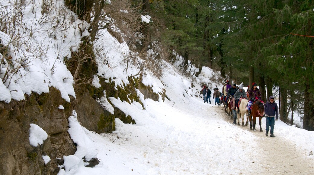 Kufri showing horseriding and snow as well as a large group of people