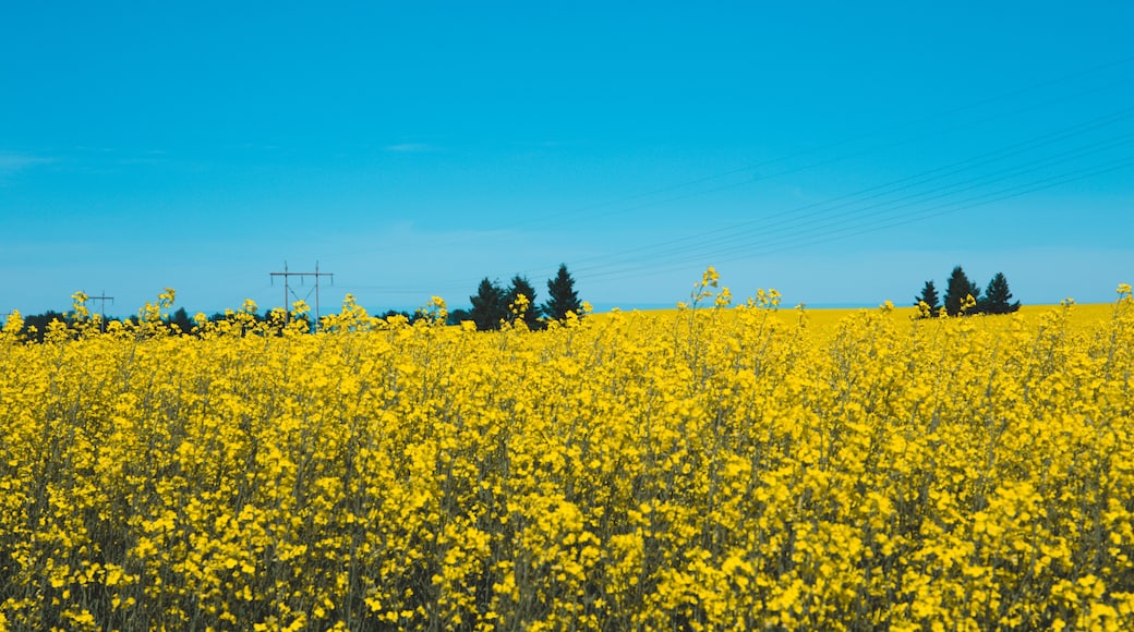 Bright yellow canola fields in Alberta, Canada, Red Deer County. Beautiful contrast with blue sky; summer concept, freedom concept, travel concept, nature concept