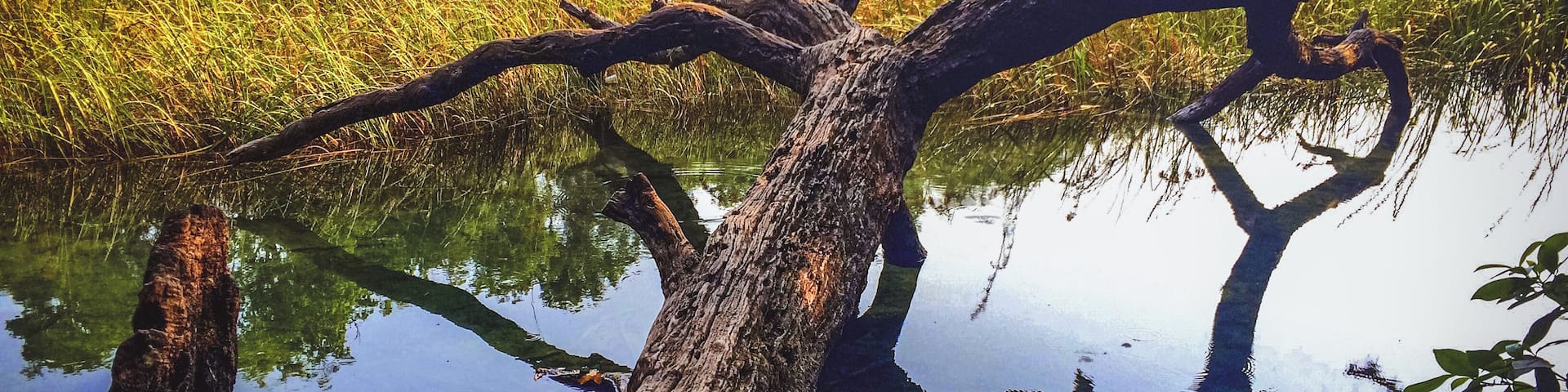 A dead tree trunk in a pond surrounded by tall grass and trees.