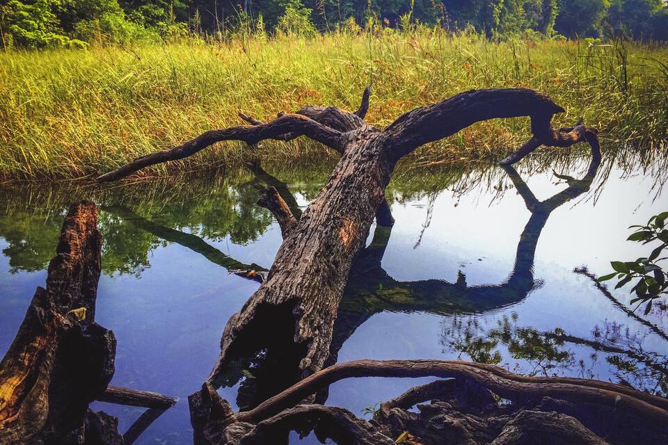 A dead tree trunk in a pond surrounded by tall grass and trees.