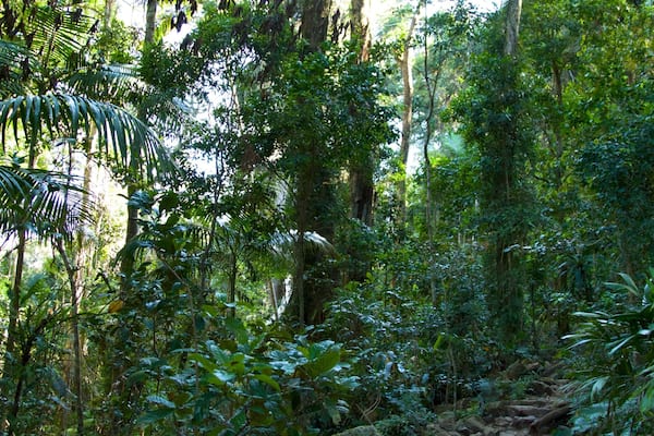 Mount Warning which includes rainforest