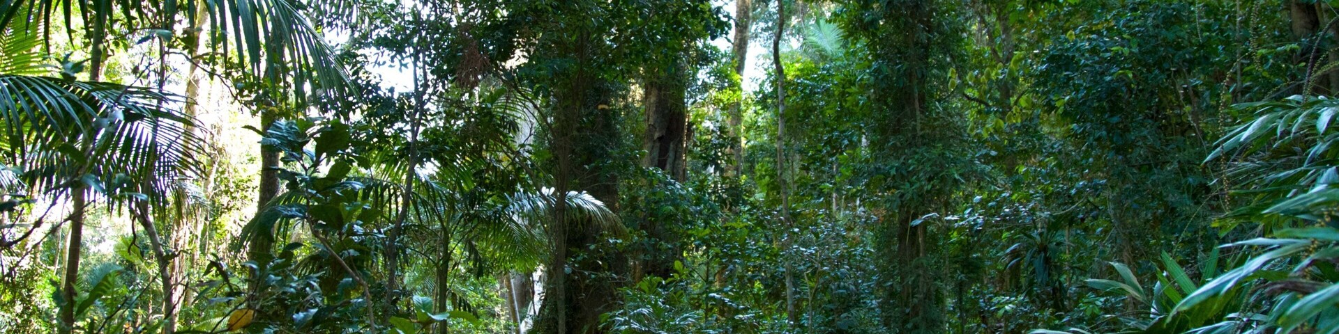 Mount Warning featuring rainforest