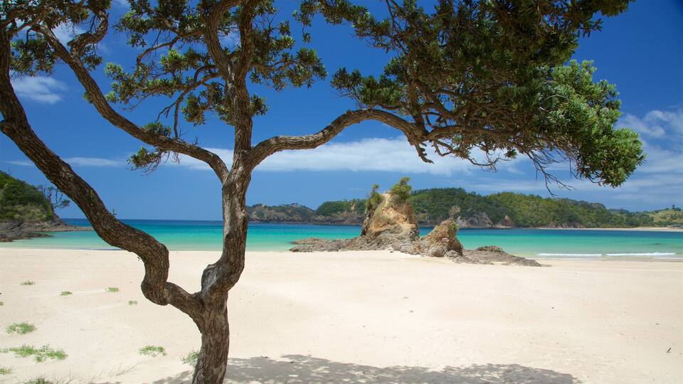 A beach with a prominent tree in the foreground, clear turquoise waters, and a rocky outcrop in the background.