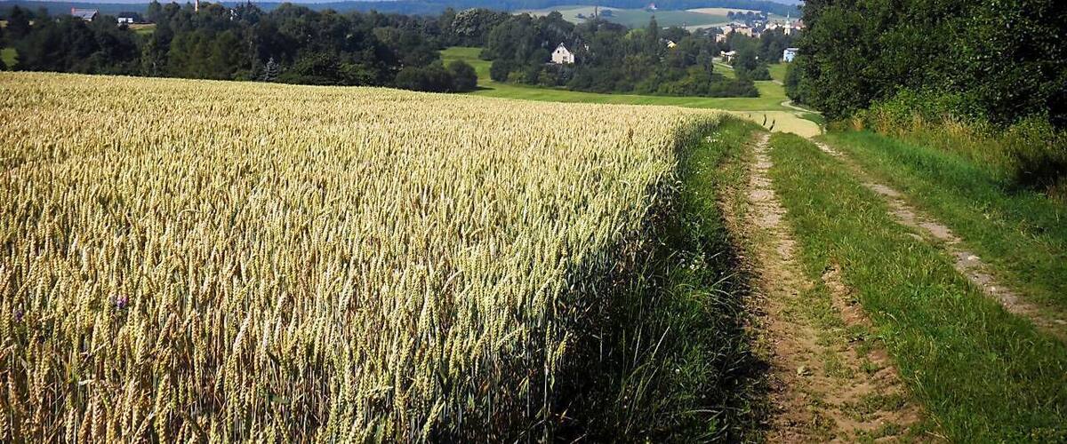 A wheat field, a dirt path, and a distant white building.